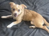 Puppy #1, a female Chihuahua for sale in Pasadena, MD – 1 of 7