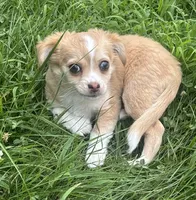 Puppy #1, a female Chihuahua for sale in Pasadena, MD – 6 of 6