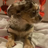 Puppy#2, a female Chihuahua for sale in Pasadena, MD – Photo 5 of 7