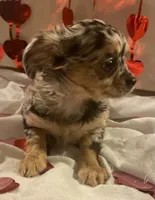 Puppy#2, a female Chihuahua for sale in Pasadena, MD – Photo 5 of 7