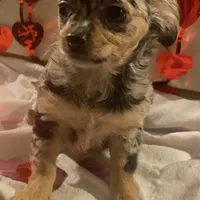 Puppy#2, a female Chihuahua for sale in Pasadena, MD – Photo 7 of 7