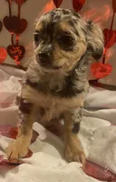 Puppy#2, a female Chihuahua for sale in Pasadena, MD – Photo 7 of 7