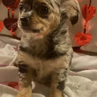 Puppy#2, a female Chihuahua for sale in Pasadena, MD – Photo 6 of 7