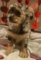 Puppy#2, a female Chihuahua for sale in Pasadena, MD – Photo 6 of 7