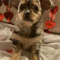 Puppy#2, a female Chihuahua for sale in Pasadena, MD – Photo 3 of 7