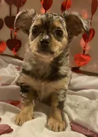 Puppy#2, a female Chihuahua for sale in Pasadena, MD – Photo 3 of 7