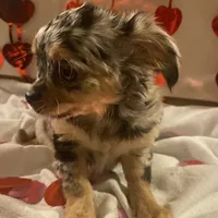 Puppy#2, a female Chihuahua for sale in Pasadena, MD – Photo 4 of 7