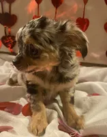 Puppy#2, a female Chihuahua for sale in Pasadena, MD – Photo 4 of 7