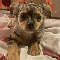 Puppy#2, a female Chihuahua for sale in Pasadena, MD – Photo 2 of 7