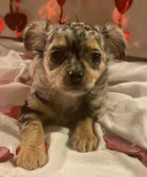 Puppy#2, a female Chihuahua for sale in Pasadena, MD – Photo 2 of 7