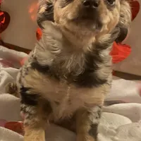 Puppy#2, a female Chihuahua for sale in Pasadena, MD – Photo 1 of 7