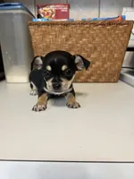Puppy #3, a male Chihuahua for sale in Pasadena, MD – 5 of 5