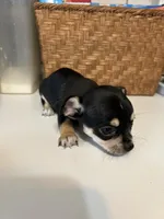 Puppy #3, a male Chihuahua for sale in Pasadena, MD – 4 of 5
