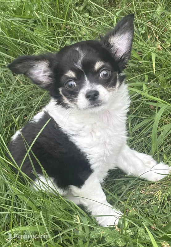 Puppy #2 – Chihuahua puppy for sale in Pasadena, MD