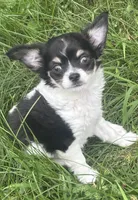 Puppy #2, a female Chihuahua for sale in Pasadena, MD – 1 of 7
