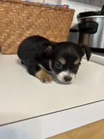 Puppy #1, a male Chihuahua for sale in Pasadena, MD – 3 of 5
