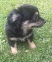 Puppy #2, a female Chihuahua for sale in Pasadena, MD – 6 of 6