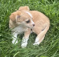 Puppy #1, a female Chihuahua for sale in Pasadena, MD – 4 of 6