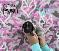 Teal Female 3, a female German Shorthaired Pointer for sale in Naples, FL – Photo 4 of 4