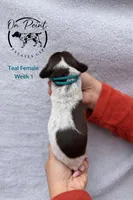 Teal Female 3, a female German Shorthaired Pointer for sale in Naples, FL – Photo 3 of 4