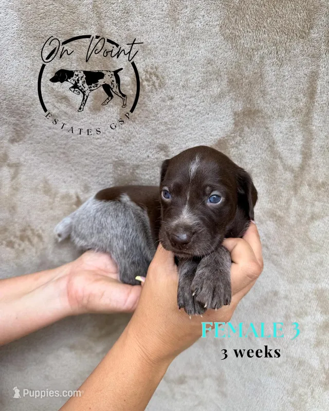 Teal Female 3 – German Shorthaired Pointer puppy for sale in Naples, FL