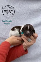 Teal Female 3, a female German Shorthaired Pointer for sale in Naples, FL – Photo 2 of 4