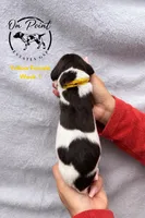 Yellow Female 1, a female German Shorthaired Pointer for sale in Naples, FL – Photo 3 of 4