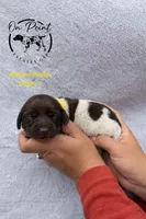 Yellow Female 1, a female German Shorthaired Pointer for sale in Naples, FL – Photo 2 of 4