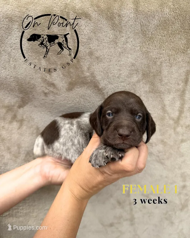 Yellow Female 1 – German Shorthaired Pointer puppy for sale in Naples, FL