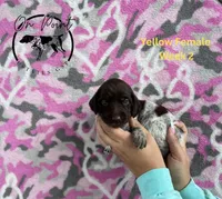 Yellow Female 1, a female German Shorthaired Pointer for sale in Naples, FL – Photo 4 of 4