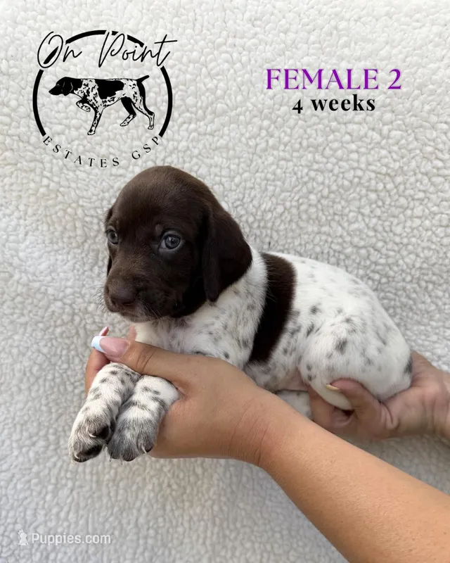 Purple Female 2 – German Shorthaired Pointer puppy for sale in Naples, FL