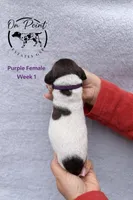 Purple Female 2, a female German Shorthaired Pointer for sale in Naples, FL – Photo 3 of 4