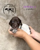 Purple Female 2, a female German Shorthaired Pointer for sale in Naples, FL – Photo 1 of 4