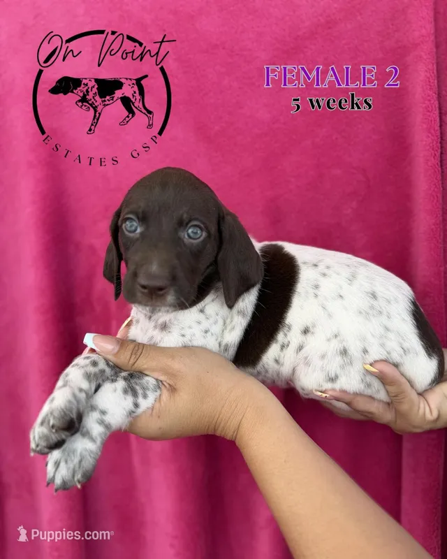 Purple Female 2 – German Shorthaired Pointer puppy for sale in Naples, FL
