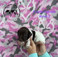 Purple Female 2, a female German Shorthaired Pointer for sale in Naples, FL – Photo 4 of 4