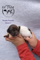 Purple Female 2, a female German Shorthaired Pointer for sale in Naples, FL – Photo 2 of 4