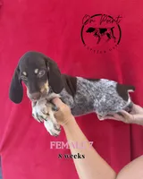 Pink Female 7, a female German Shorthaired Pointer for sale in Naples, FL – 10 of 10