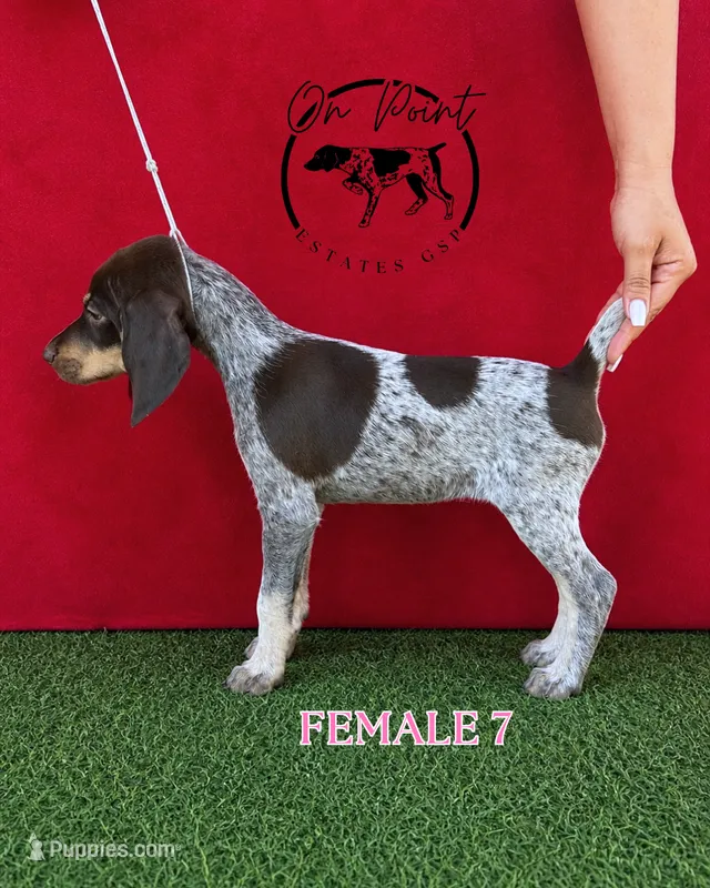 Pink Female 7 – German Shorthaired Pointer puppy for sale in Naples, FL