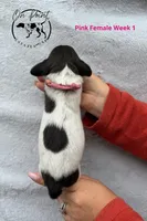 Pink Female 7, a female German Shorthaired Pointer for sale in Naples, FL – Photo 3 of 4