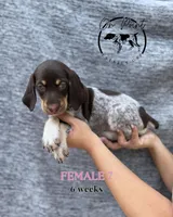 Pink Female 7, a female German Shorthaired Pointer for sale in Naples, FL – 9 of 10