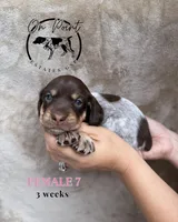 Pink Female 7, a female German Shorthaired Pointer for sale in Naples, FL – Photo 1 of 4