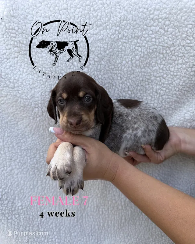 Pink Female 7 – German Shorthaired Pointer puppy for sale in Naples, FL