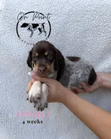Pink Female 7, a female German Shorthaired Pointer for sale in Naples, FL – 7 of 10