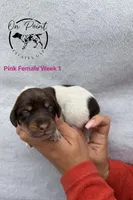 Pink Female 7, a female German Shorthaired Pointer for sale in Naples, FL – Photo 2 of 4