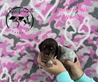 Pink Female 7, a female German Shorthaired Pointer for sale in Naples, FL – Photo 4 of 4