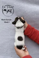 Black Female 4, a female German Shorthaired Pointer for sale in Naples, FL – Photo 2 of 4