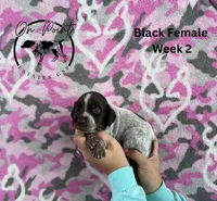 Black Female 4, a female German Shorthaired Pointer for sale in Naples, FL – Photo 4 of 4