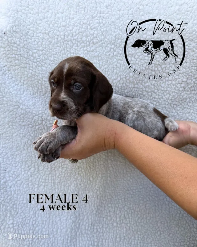 Black Female 4 – German Shorthaired Pointer puppy for sale in Naples, FL