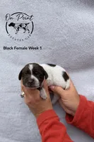 Black Female 4, a female German Shorthaired Pointer for sale in Naples, FL – Photo 3 of 4