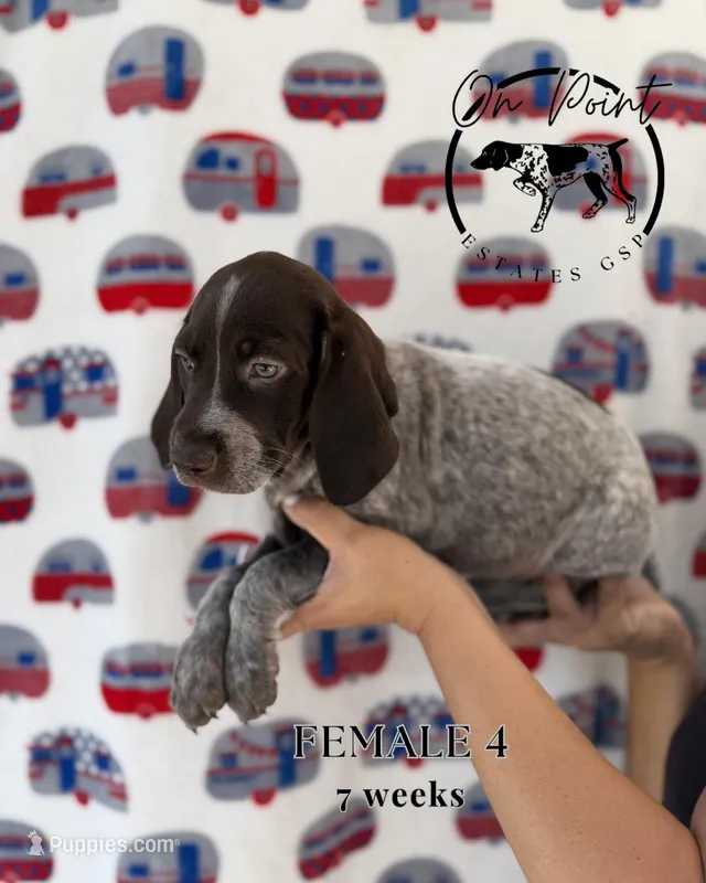 Black Female 4 – German Shorthaired Pointer puppy for sale in Naples, FL